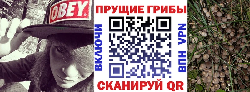 Галлюциногенные грибы Psilocybine cubensis где продают Бодайбо